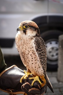 Безкоштовне стокове фото на тему «@outdoor, falco, аноринх» стокове фото