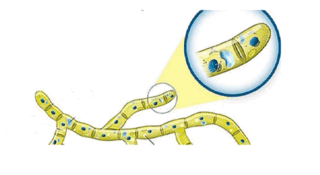 0800vyle-f262-320x175.png