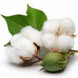 Natural Fibers Cotton, Size: 29mm at ₹ 130/kilogram in Ahmedabad | ID: 21091236930