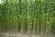 0800w1dv-6c32-188x125.png