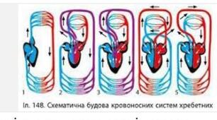 Практична робота. №43 "Порівняння будови кровоносної системи хребетних*" Біологія 7 клас, модельна програма "Біологія" (Соболь В.І.)