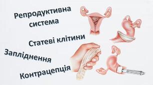 Будова репродуктивної системи, статеві клітини, запліднення, контрацепція