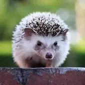 4 Things You Need to Know About Pet Hedgehogs Before Adopting One