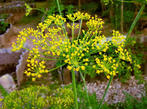 0800w4ge-d0b8-147x109.jpg