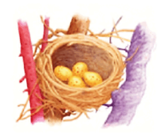 0800w932-6c06-340x279.png
