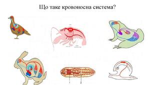 Презентація на тему :"Життєдіяльність тварин. Живлення. Травлення. Дихання, транспорт речовин, виділення тварин.Практична робота №42  Порівняння будови кровоносної системи хребетних тварин"