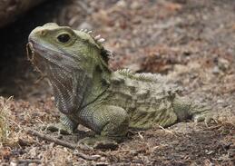 Гатерія, Sphenodon punctatus
