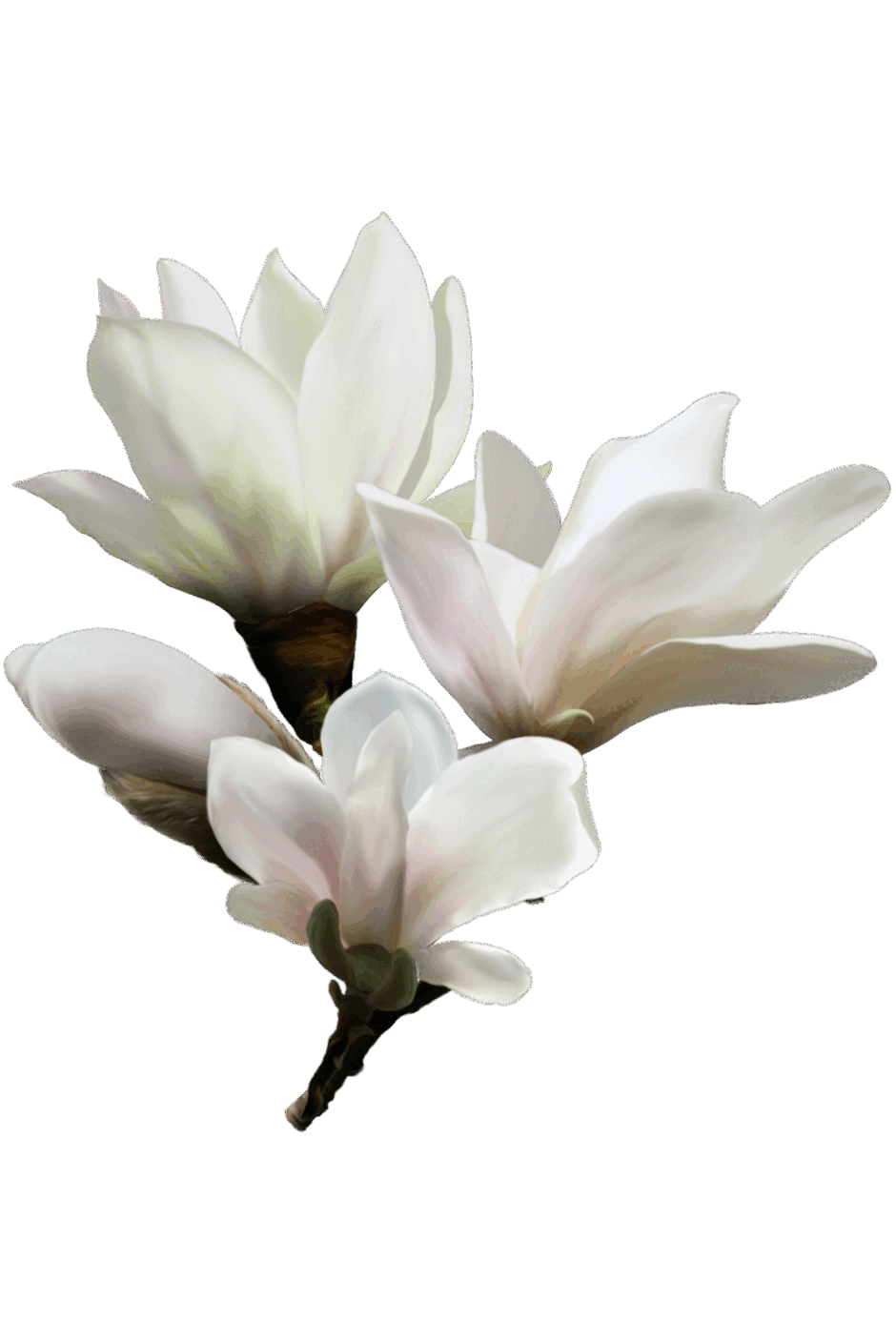 0800wezg-c099-940x1410.png