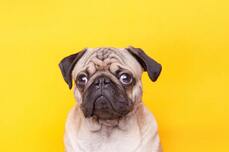 Pug Dog Health Issues: Comprehensive Guide to Common Problems - Bonza