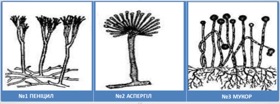 0800wl5t-3ecc-561x209.png