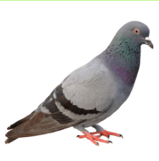 0800wrbm-8995-226x229.png