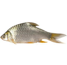 0800ws7l-2b38-227x220.png