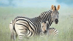 0800ws7t-2856-238x135.png
