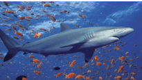 0800wur3-ea8d-205x115.png