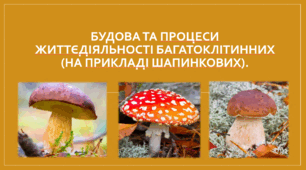 Презентація "Будова та процеси життєдіяльності багатоклітинних (на прикладі шапинкових)."