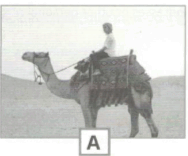 0800x285-74ea-188x156.png