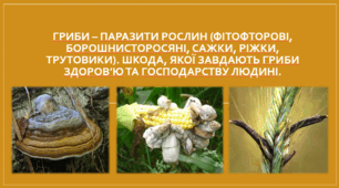 Презентація "Гриби – паразити рослин (фітофторові, борошнисторосяні, сажки, ріжки, трутовики). Шкода, якої завдають гриби здоров’ю та господарству людині."