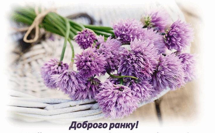 0800x56c-8180-736x455.png