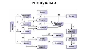 Багатоманітність і зв’язки між класами органічних речовин.