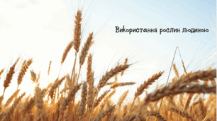 Використання рослин людиною