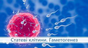 Розмноження клітин еукаріотів. Гаметогенез у людини.
