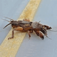 0800xuiq-26c7-187x187.png