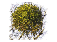 0800xuz3-c168-195x146.png