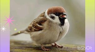 Мотиваційний тренінг: "У родині горобцевій"