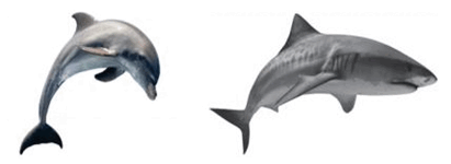 0800y755-cf2b-411x150.png