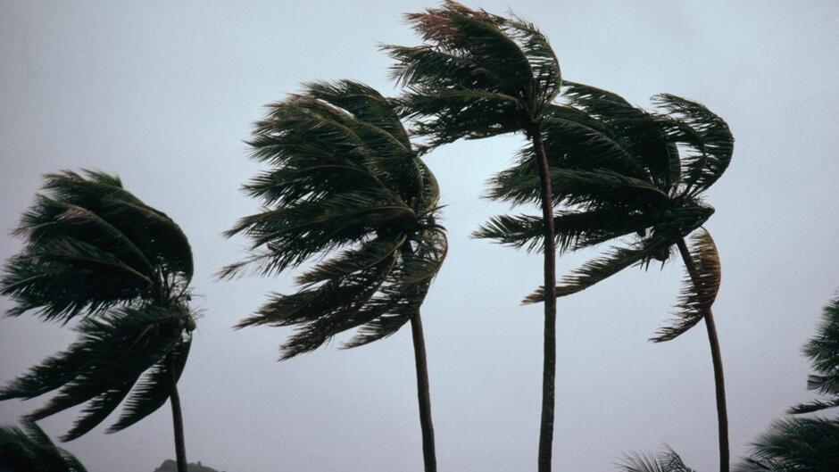 Why is it so windy in Florida: All your weekend weather explained – NBC 6 South Florida