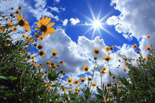Sunny Images – Browse 22,274,086 Stock Photos, Vectors, and Video | Adobe Stock