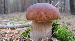 Характерні риси грибів 7 клас НУШ