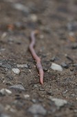 Безкоштовне стокове фото на тему «lumbricus terrestris, анатомія дощового черв'яка, Безхребетні» стокове фото