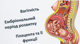 Вагітність, ембріональний розвиток дитини, плацента та її функції