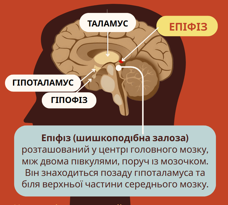 0800z1k5-c00b-774x697.png