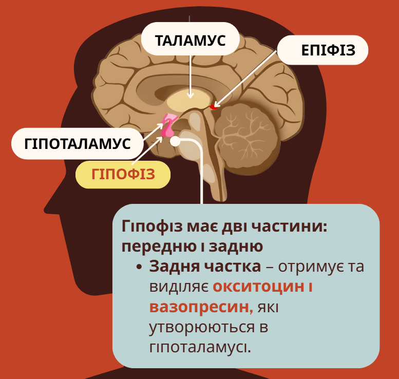 0800z1kf-af83-777x738.png