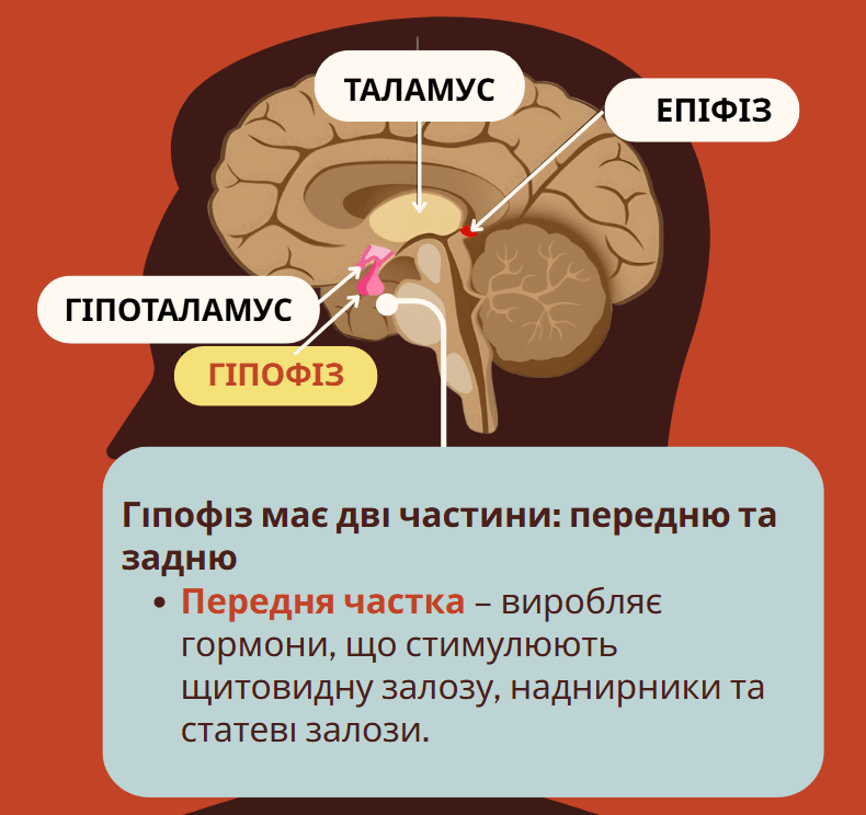 0800z1kx-c9eb-790x744.png