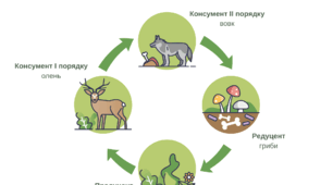 Завдання. Ланцюг живлення. Трофічна сітка