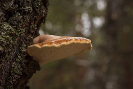 Fomes Fomentarius Dros Небольшая Глубина Резкости — стоковое фото