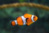 Безкоштовне стокове фото на тему «amphiprioninae, акваріум, амфібія» стокове фото