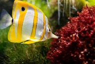 Безкоштовне стокове фото на тему «chaetodontidae, барвисті риби, водна екосистема» стокове фото