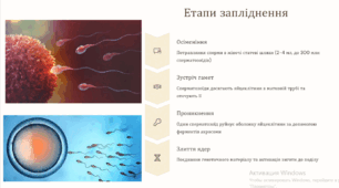 Запліднення. Вагітність