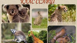 Ссавці. Різноманітність ссавців.