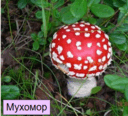 0800zhcp-63a4-128x116.png