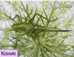 0800zheq-864e-149x115.png