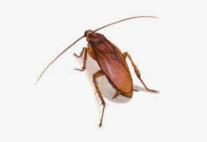 0800ziqq-55b1-233x160.png