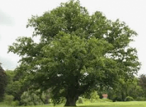 0800zjvi-bce6-206x151.png