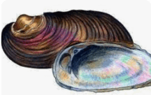 0800zjx7-ec86-217x136.png