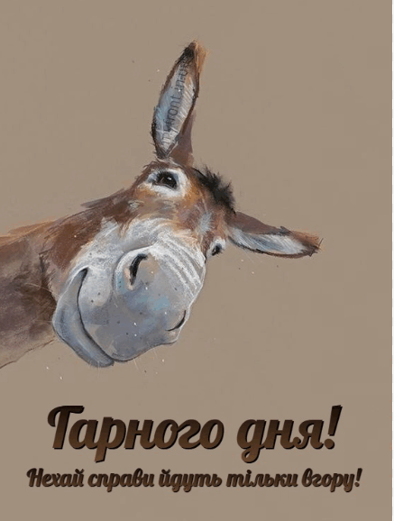0800zmq6-6817-437x578.png