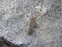 File:Unidentified Collembola Vallelaghi.jpg